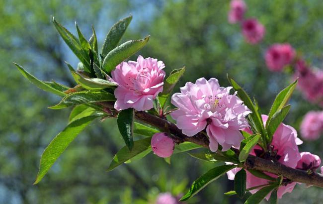 花样游泳_花样游泳又称